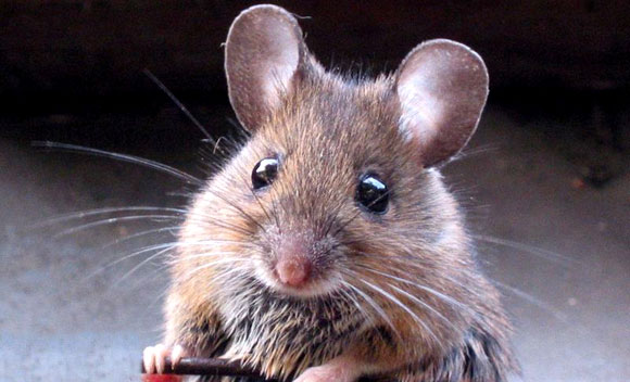 Ratoncito
